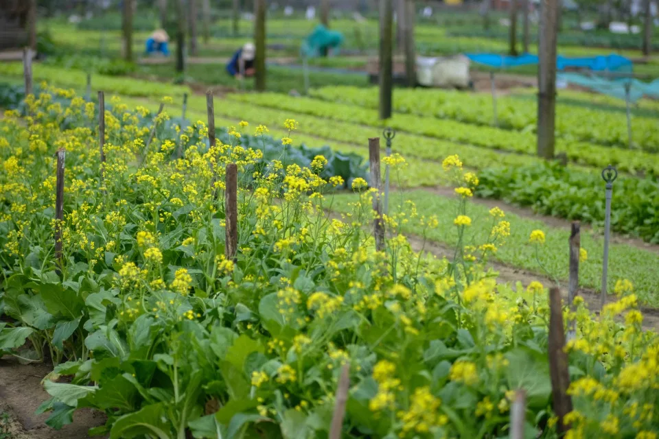 Toàn cảnh vườn